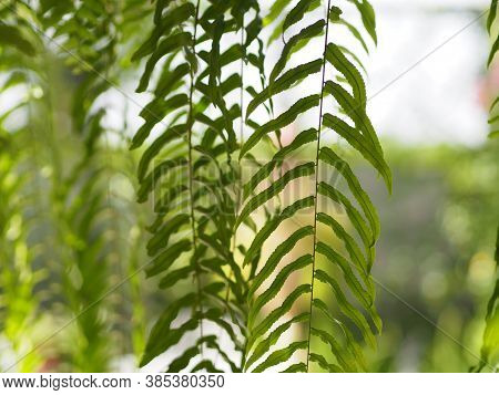 Tiger Fern, Lomariopsidaceae, Nephrolepis Sp. Cultivar Planted In Ornamental Plants By Garden, Hangi