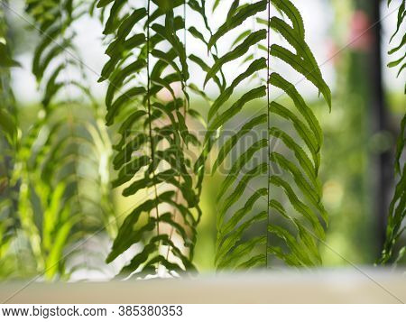 Tiger Fern, Lomariopsidaceae, Nephrolepis Sp. Cultivar Planted In Ornamental Plants By Garden, Hangi