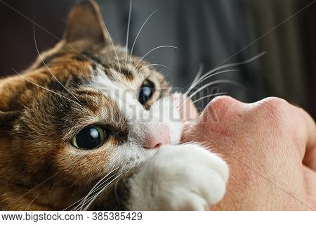Playful Red Cat Gnaws And Scratches The Owners Hand