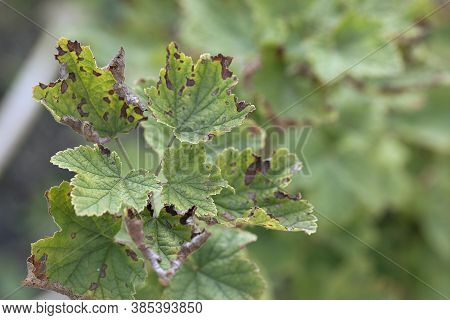 Blackcurrant Leaves With Brown Spots Affected By Fungal Disease Anthracnose