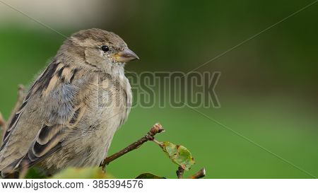 Single Female House Sparrow (passer Domesticus) Resting On The Green Bush Branch