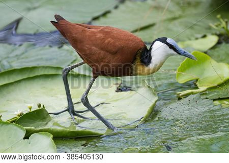 African Jacana (actophilornis Africanus) Closeup Walking On Water Lily Pads In Kruger National Park,