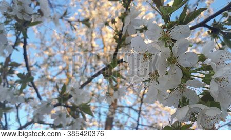 Cherry Blossoms In Spring Time. Seosonal Background With White Flower On Cherry Tree.