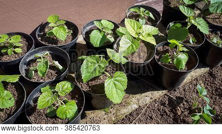 Young Green Paulownia Tree. Seedling Of Paulownia Tomentosa In Pots.