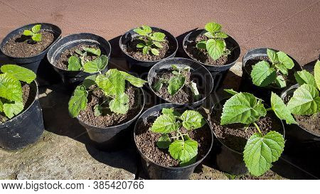 Young Green Paulownia Tree. Seedling Of Paulownia Tomentosa In Pots.