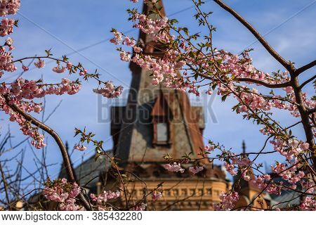 Cherry Blossom In Front Of A Gothic Dome Of Dom Ofitserov, Saint-petersburg, Russia, Liteynyy Avenue