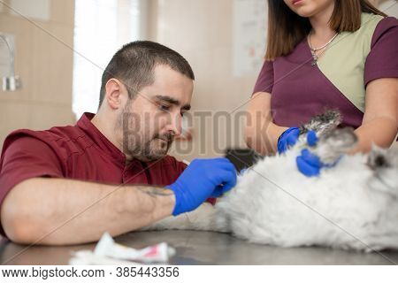 A Male Veterinarian Anesthesiologist Makes The Procedure For A Cat - A Catheterization Of The Bladde