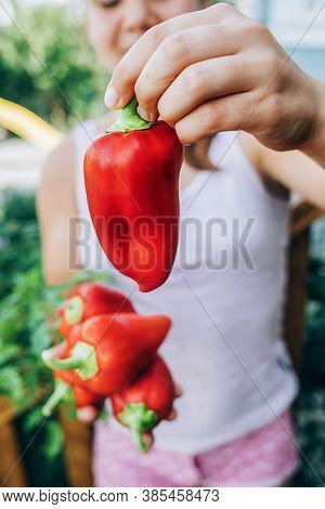 Female Hands Hold Red Pepper. Harvesting, Healthy , Diet Food.