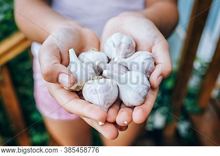 Female Hands Hold Garlic. Harvesting, Sustainable Food, Cold Medicine.