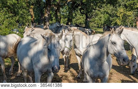 Lipica, Slovenia - September 8, 2020: Lipica Is One Of The Main Tourist Centers Of Slovenia's Karst 
