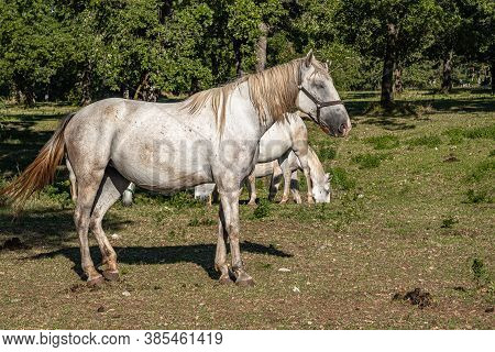 Lipica, Slovenia - September 8, 2020: Lipica Is One Of The Main Tourist Centers Of Slovenia's Karst 