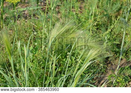 Spikes Of Foxtail Barley (hordeum Jubatum), A Wild Barley Species.
