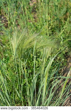 Spikes Of Foxtail Barley (hordeum Jubatum), A Wild Barley Species.