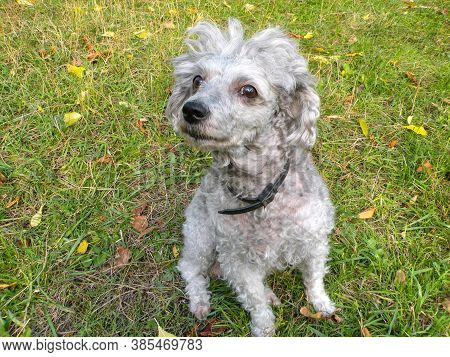 Ashen Trimmed Poodle On The Grass. Funny Dog With Short Hair