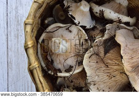 White Milk Mushrooms In A Basket On A Wooden Vintage Table, Top View