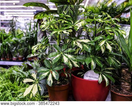 Schefflera Actinophylla Or Umbrella Tree Yellow And Green Leaves Close-up. Sale In The Store. Select