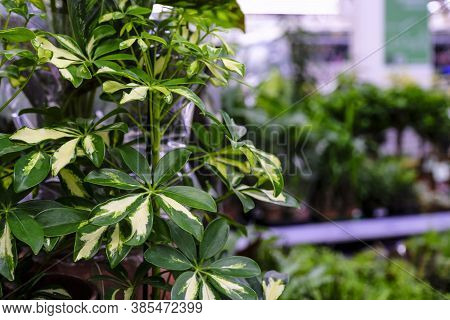 Schefflera Actinophylla Or Umbrella Tree Yellow And Green Leaves Close-up. Sale In The Store. Select