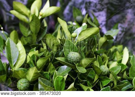 Citrus Limetta Pursha Plant In A Pot Close-up. Sale In The Store. Selective Focus