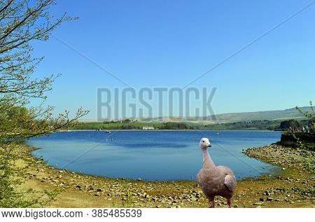 Cape Barren Goose Latin Name Cereopsis Novaehollandiae In Hollingworth Lake In Rochdale Lancashire