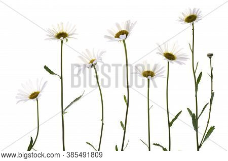 Various Daisy Flowers Isolated On White Background