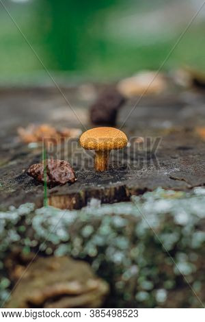 Psathyrella Candolleana, Group Of Mushrooms Growing On The Tree.
