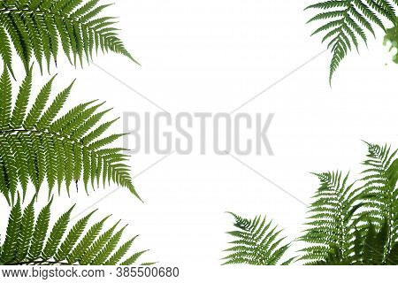 Tropical Fern Leaves On White Isolated Background For Green Foliage Backdrop And Copy Space