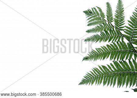 Tropical Fern Leaves On White Isolated Background For Green Foliage Backdrop And Copy Space