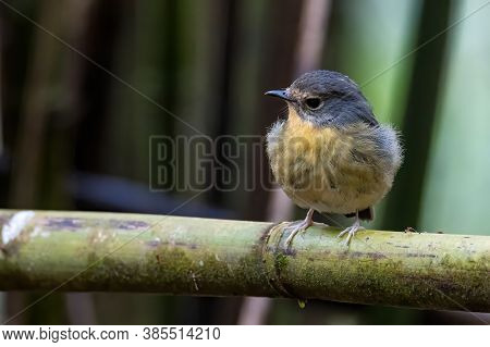 Nature Wildlife Bird Species Of Snowy Browed Flycatcher Perch On Branch Which Is Found In Borneo