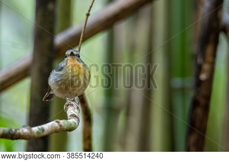 Nature Wildlife Bird Species Of Snowy Browed Flycatcher Perch On Branch Which Is Found In Borneo