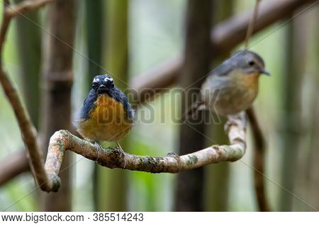 Nature Wildlife Bird Species Of Snowy Browed Flycatcher Perch On Branch Which Is Found In Borneo