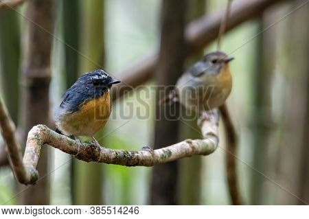 Nature Wildlife Bird Species Of Snowy Browed Flycatcher Perch On Branch Which Is Found In Borneo