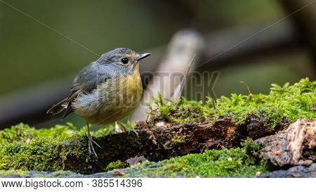 Nature Wildlife Bird Species Of Snowy Browed Flycatcher Perch On Branch Which Is Found In Borneo