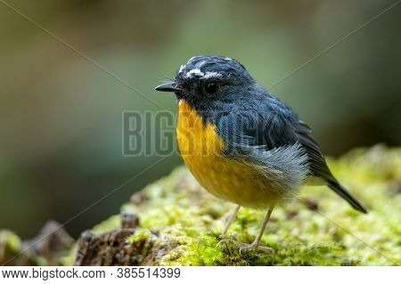 Nature Wildlife Bird Species Of Snowy Browed Flycatcher Perch On Branch Which Is Found In Borneo