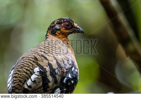 Nature Wildlife Image Of Bird Red-breasted Partridge Also Known As The Bornean Hill-partridge It Is