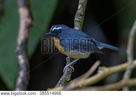 Nature Wildlife Bird Species Of Snowy Browed Flycatcher Perch On Branch Which Is Found In Borneo
