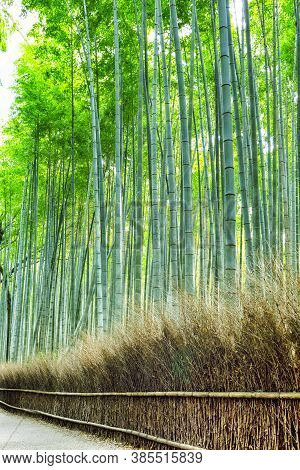 Oriental Tourist Travel Destinations. Sagano Green Bamboo Forest In Japan.