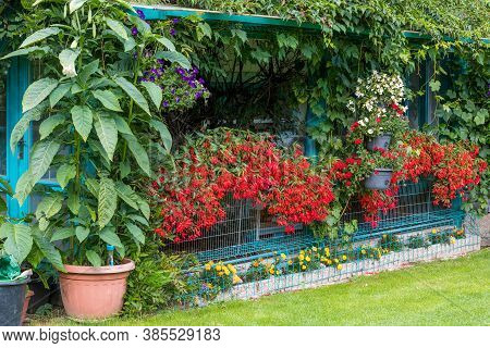 Vivid Flowers Begonia Boliviensis, Waterfall Of Red Blossom In Summer Garden