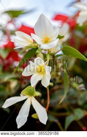 Vivid Flowers Begonia Boliviensis, White Blossom In Summer Garden