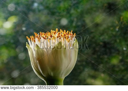 Flowerhead Of Haemanthus Albiflos, Also Known As Blood Lily Or Paintbrush Lily Against The Backgroun
