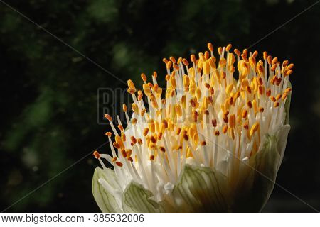 Flowerhead Of Haemanthus Albiflos, Also Known As Blood Lily Or Paintbrush Lily Close-up Against The 