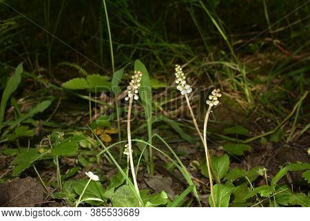 A Glade Of White Flowers In The Forest. Pyrola Rotundifolia. Beautiful Background