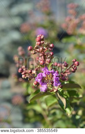 Pink Crepe Myrtle - Latin Name - Lagerstroemia Indica
