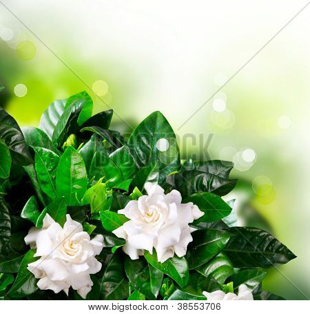 Fiori di Gardenia. Gelsomino