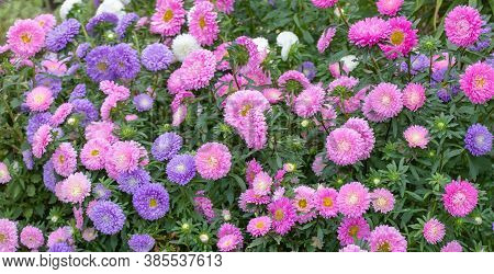 Close Up Of Beautiful Flowers Callistephus Chinensis Or Callistephus Or China Aster And Annual Aster