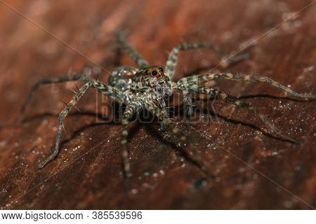 Spider, Lycosidae On The Rock,