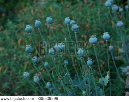 Poppy Seed Heads In Garden With Lush Green Foliage Behind