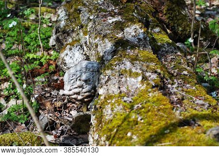 Close-up - In Spring, A Large Tree Flu On The Trunk Of An Old Tree. The Tree Is Covered With Green M