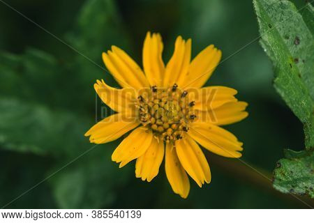 Wedelia Trilobata, Bright Yellow Flowers All Year Round,