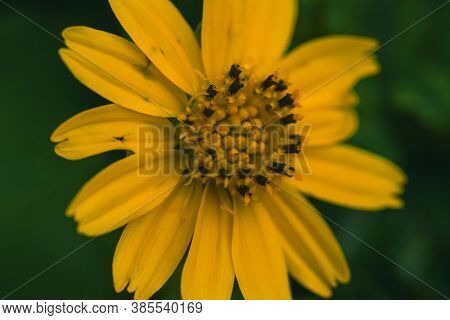 Wedelia Trilobata, Bright Yellow Flowers All Year Round,