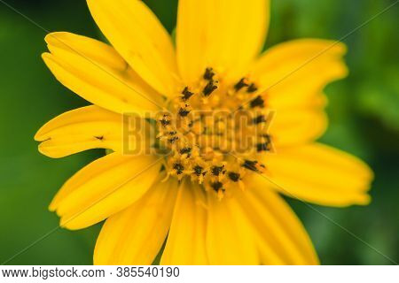 Wedelia Trilobata, Bright Yellow Flowers All Year Round,
